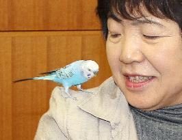 Stray budgerigar returned to owner after giving address