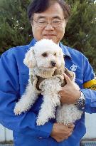 Toy poodle becomes police dog in Japan's Ibaraki Pref.