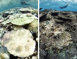 70% of Japan's largest coral reef dead after bleaching