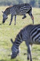 Africa's savanna wildlife