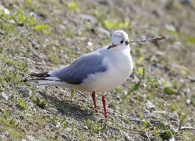 Black-headed gull in Japan