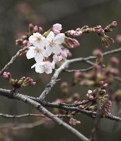 Cherry blossoms at Tokyo shrine