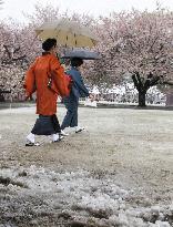 Snow falls in Tokyo, matches 1969 record for season's latest snow