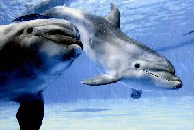 Dolphin calf born of artificial insemination doing well