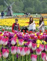 Tulip Park in Hokkaido