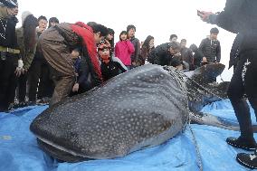 Stray whale shark in western Japan