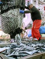 Catch of saury in northern Japan