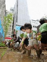 Rice planting event in Tokyo's Ginza district