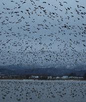 Tens of thousands of geese take off from Hokkaido pond