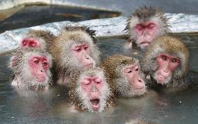 Monkeys take bath at open-air spa