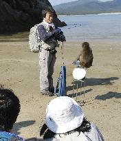 "Cultured monkeys" in southwestern Japan