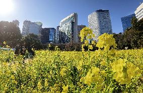 Rape plants in Tokyo