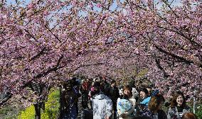 Cherry blossoms in Kawazu
