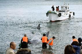 Whale beached in western Japan, rescued