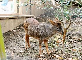 Pudus, world's smallest deer, on display at Japan zoo