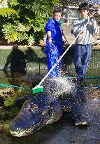 Annual alligator washing