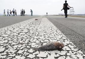 Powerful typhoon aftermath