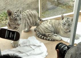 White tiger cubs at Kagoshima zoo