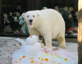 Polar bear birthday