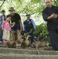 Ducklings' march in Kyoto