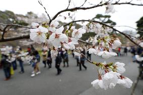 Cherry blossoms at Imperial Palace