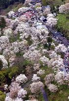 Cherry blossoms in full bloom at Mt. Yoshino