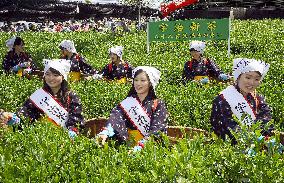 Tea-leaf picking begins in Japan