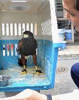 Stray hawk kept by police as "lost and found item"