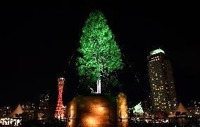 Christmas tree illuminated in Kobe