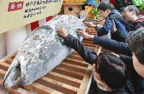 Worshippers press coins into tuna for good financial luck