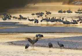 Red-crowned cranes in Hokkaido