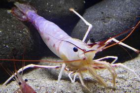 New species of shrimp on display in Japan