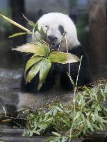 Giant panda Xiang Xiang at Tokyo zoo
