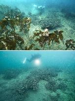 Changes of marine life in eastern Japan