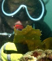 Changes of marine life in eastern Japan