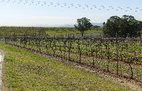 Vineyard in Australia