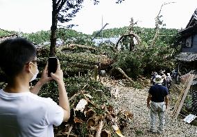 Fallen sacred tree in central Japan