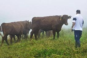 Wagyu cattle raised by social welfare institution