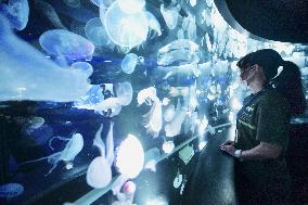 Jellyfish display at Kyoto Aquarium