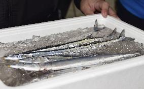 Auction for season's first saury in northern Japan