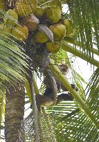 Monkey trained to harvest coconuts in Thailand