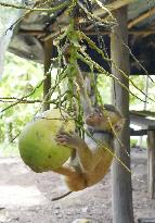 Monkey trained to harvest coconuts in Thailand