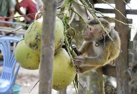 Monkey trained to harvest coconuts in Thailand