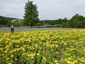 Flower festival in western Japan