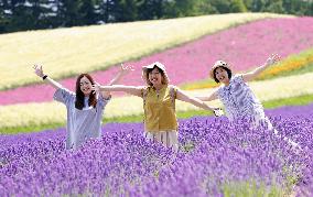 Lavender fields in northern Japan