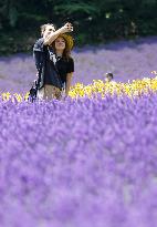 Lavender fields in northern Japan