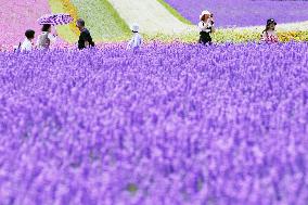 Lavender fields in northern Japan