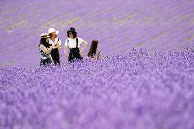 Lavender fields in northern Japan