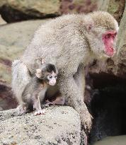 Baby monkey in southwestern Japan