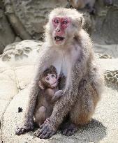 Baby monkey in southwestern Japan